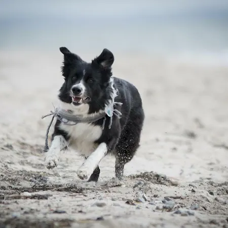 Apartment White Pearl 2.03 Timmendorfer Strand