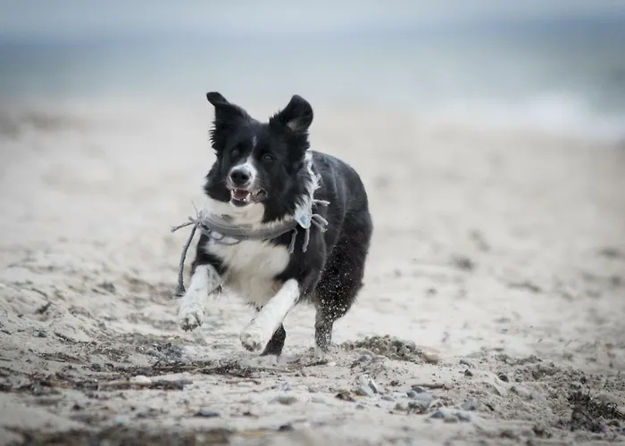 Apartment White Pearl 2.03 Timmendorfer Strand